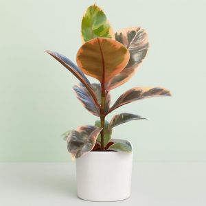 Ficus Elastica Belize P23