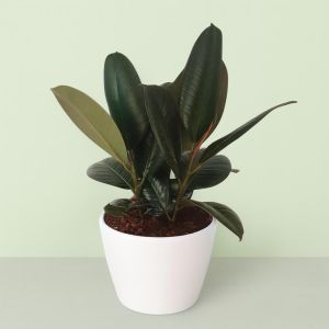 Ficus elastica  Robusta