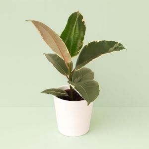 Ficus elastica Tineke