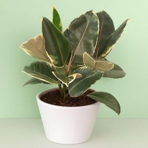 Ficus elastica Tineke