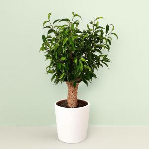 Ficus Natasja Jute op stam