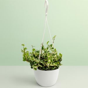 Ficus pumila White Sunny