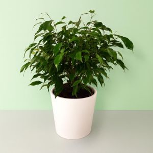 Ficus benjamina Green Kinky 12cm
