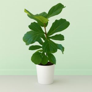 Ficus Lyrata 17 cm pot