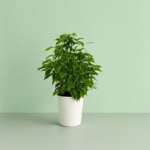 Ficus benjamina Variegated Kinky P12