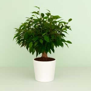 Ficus benjamina Green Kinky Jute 12cm