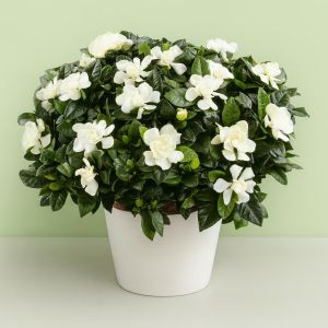 Gardenia Jasminoides P13