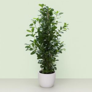 Ficus (microcarpa) Moclame
