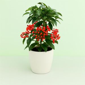 Ardissia red