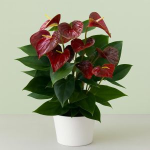 Anthurium Flamingoplant  Otazu Bruin
