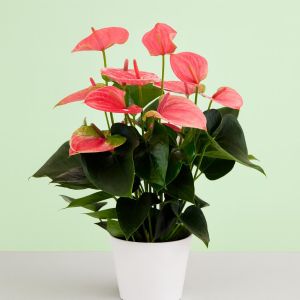 Anthurium Flamingoplant Pink Champion