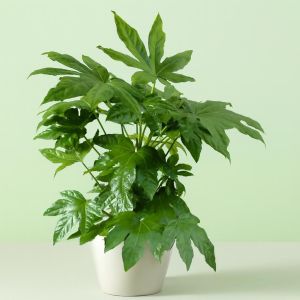 Fatsia Japonica