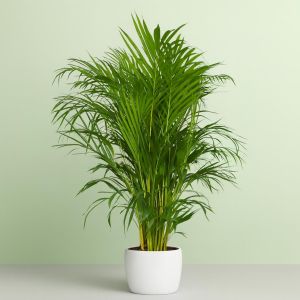 areca-dypsis-v1
