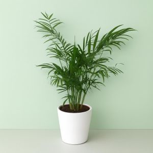 Palm Chamaedorea Elegance.jpg