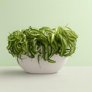 Chlorophytum comosum 'Bonnie'