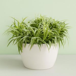 Chlorophytum Comosum Ocean