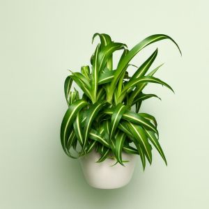 Graslelie Comosum Pacific