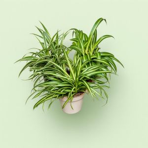 Collection Ocean-Pacific-Atlantic