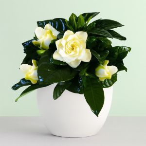 Gardenia jasminoides Kaapse Jasmijn