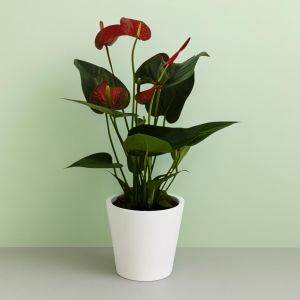 Anthurium Flamingoplant  Rood