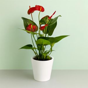 Anthurium Flamingoplant  Rood