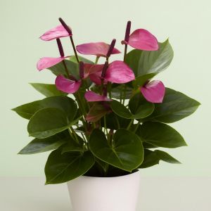 Anthurium Purple 12 cm