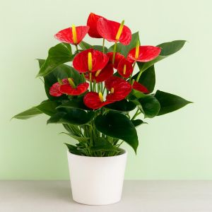 Anthurium rood v2