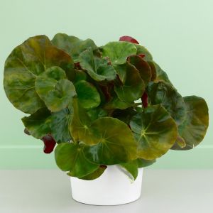 Begonia Rond Blad