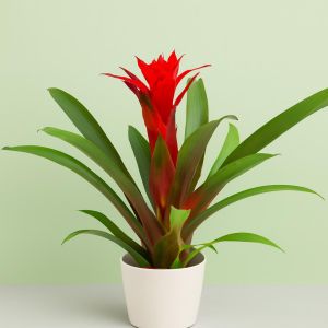 Bromelia Guzmania Rood