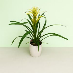 Bromelia wit