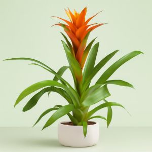 Bromelia Guzmania Oranje