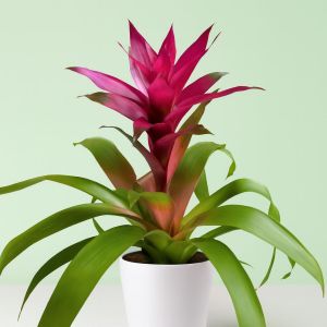 Bromelia Guzmania Paars