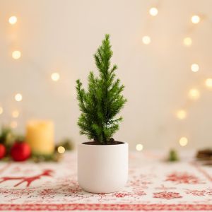 Kerstboompje Picea Conica