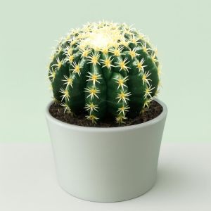 Echinocactus Brevispina