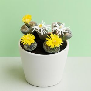 Lithops living stones Studio