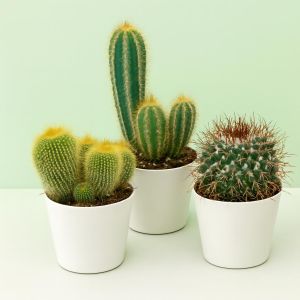 Cactii Mix van 3 soorten