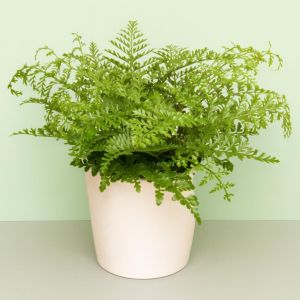 Varen Asplenium Parvati