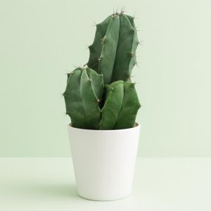 Ritterocereus Urbanus