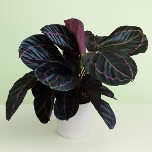 Calathea Roseopicta Dottie