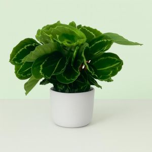Calathea Green Lipstick