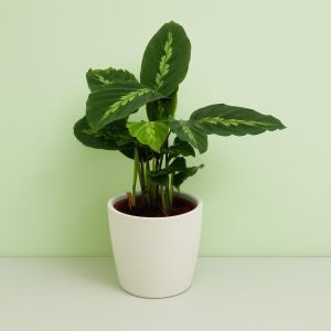 Calathea Maui queen V2