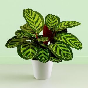 Calathea roseo picta