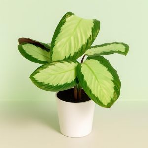 Calathea Tanja