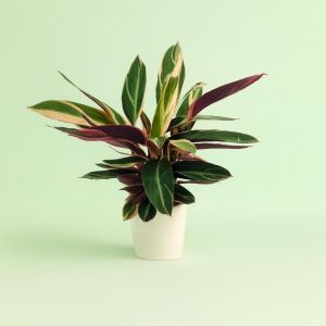 Calathea Trio Star