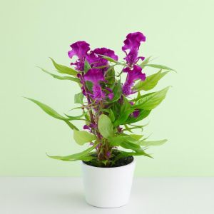Celosia Purple