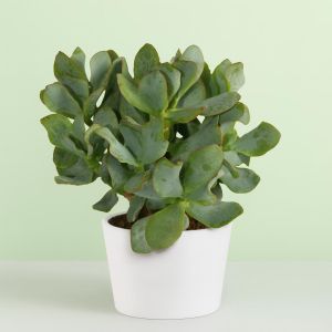Crassula Geldboom arborescens