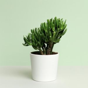 Crassula Ovata Gollum (Geldboom)