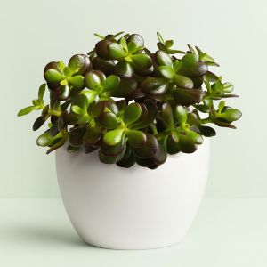 Crassula ovata Minor (Geldboom)