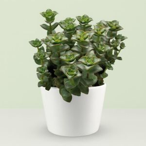 Crassula Perforata Giant Form (Geldboom)