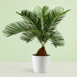 Cycas Revolta 14 cm pot